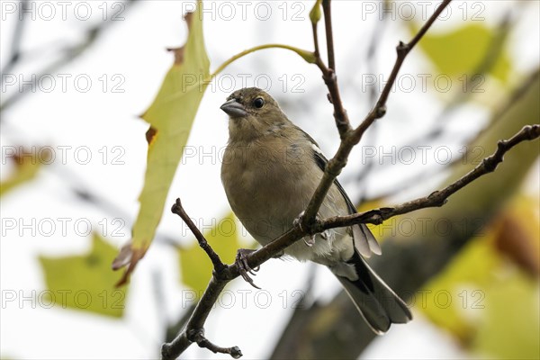 Madeiran chaffinch