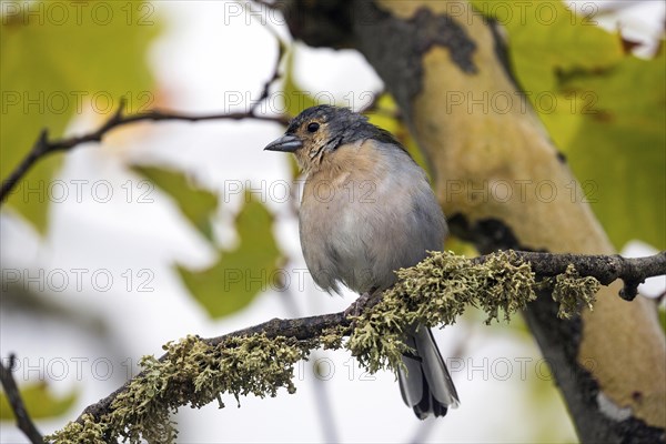 Madeiran chaffinch