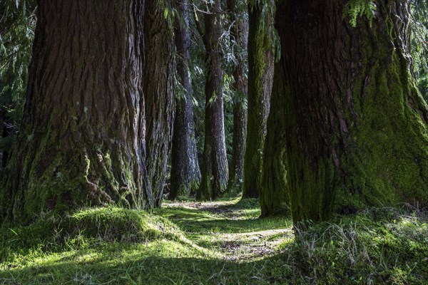 Tree trunks in an avenue