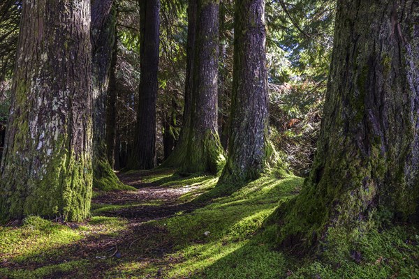 Tree trunks in an avenue