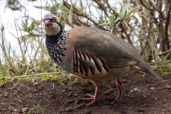 Red-legged partridge