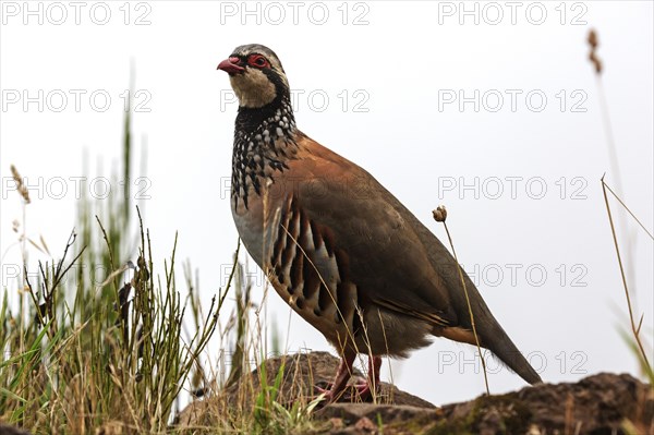 Red-legged partridge