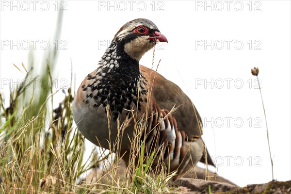 Red-legged partridge