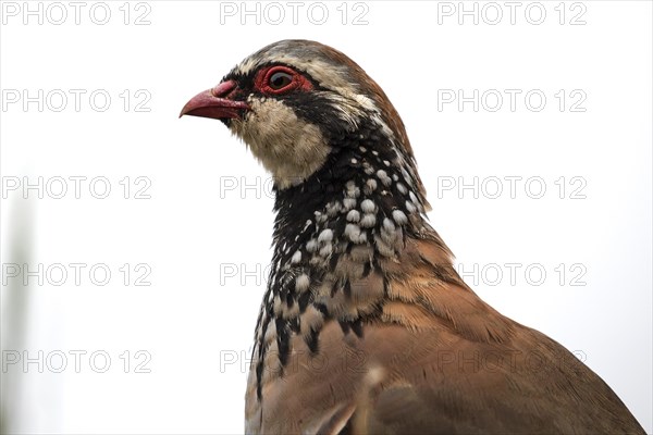 Red-legged partridge