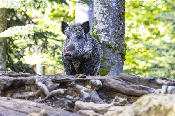 Wild boar