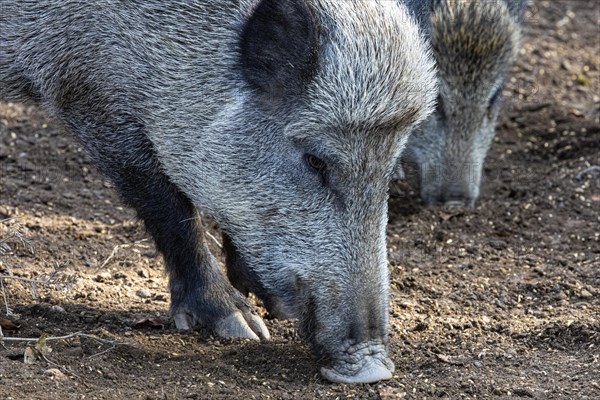 Wild boar