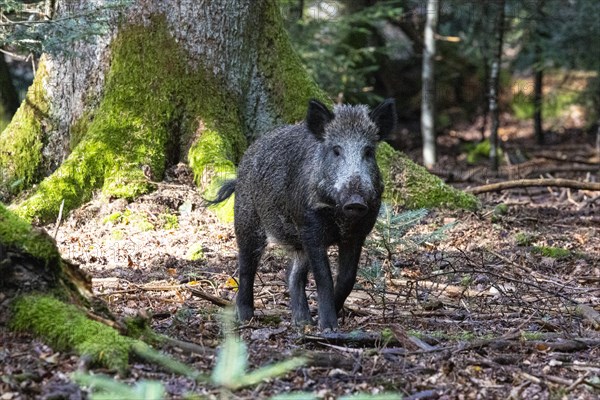 Wild boar