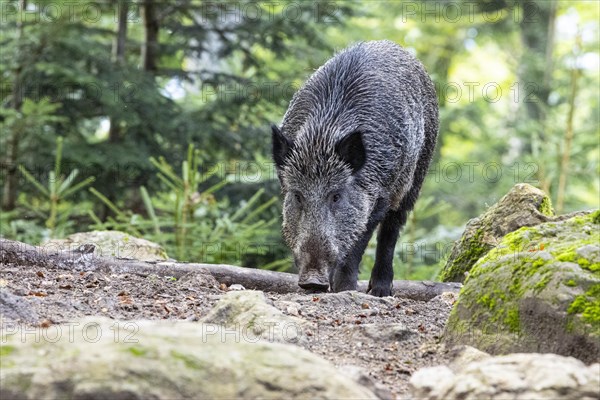 Wild boar