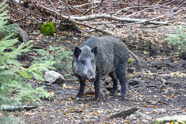 Wild boar