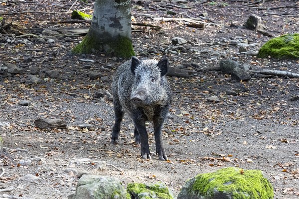 Wild boar