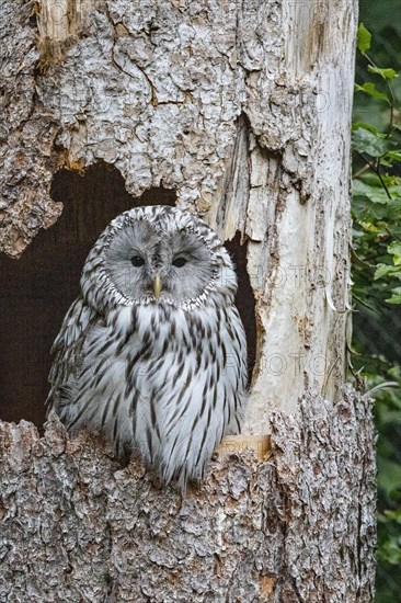 Ural owl