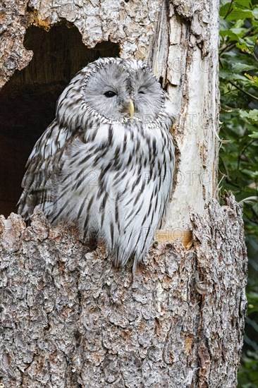 Ural owl