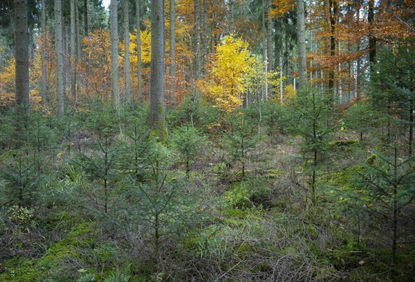 Mixed forest