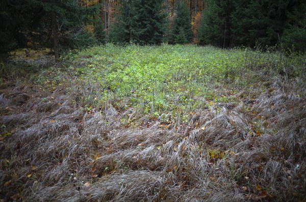 Clearing in mixed forest