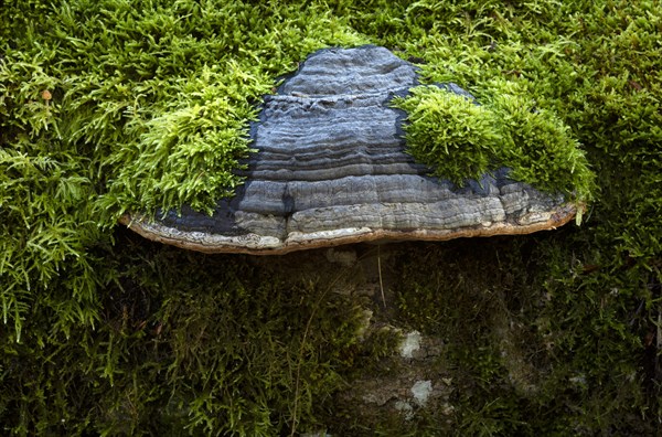 Deadwood overgrown with mossy tinder funguses