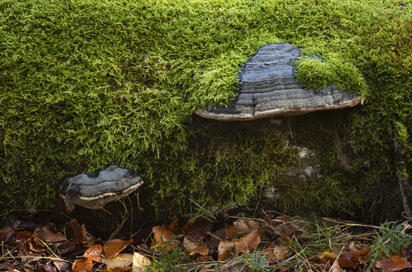 Deadwood overgrown with mossy tinder funguses