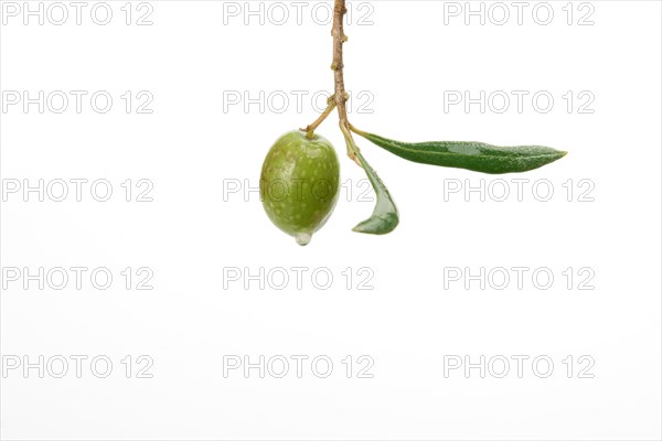 Green olive with dewdrops on the branch of an olive tree isolated on a white background