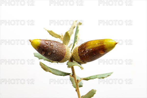 Ripe acorns with dewdrops on the branch of an oak isolated on a white background