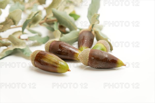 Ripe acorns with dewdrops on the branch of an oak isolated on a white background