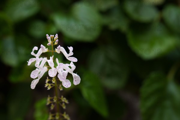 Closeup of the flower of the money plant