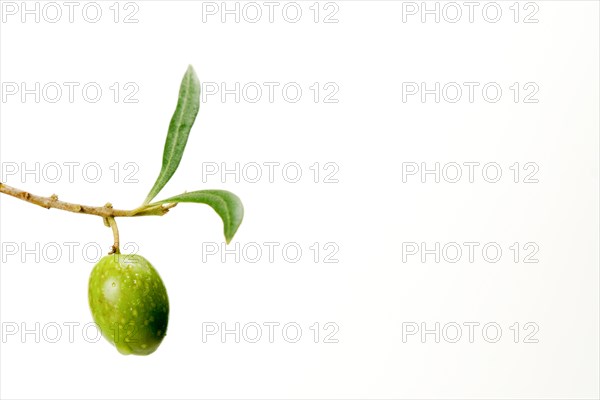 Green olive with dewdrops on the branch of an olive tree isolated on a white background