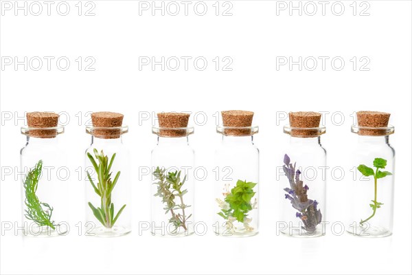 Aromatic plants in a glass jar isolated on a white background
