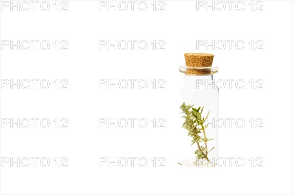 Close-up of a glass jar with branches of fresh thyme isolated on a white background