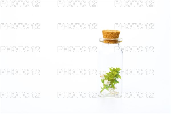 Close-up of a glass jar with fresh basil branches isolated on white background