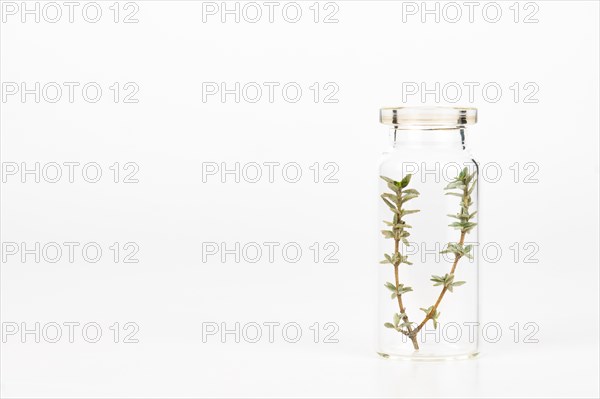 Close-up of a glass jar with sprigs of fresh thyme isolated on a white background