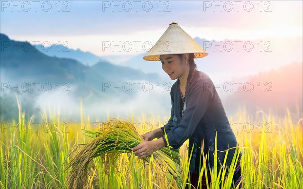 Asian woman harvesting rice in a rice plantation in the mountains