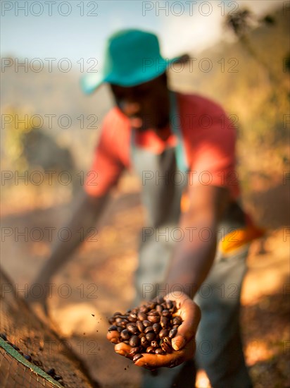 African man harvesting on a coffee plantation