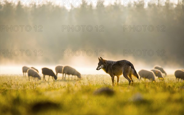 A gray wolf