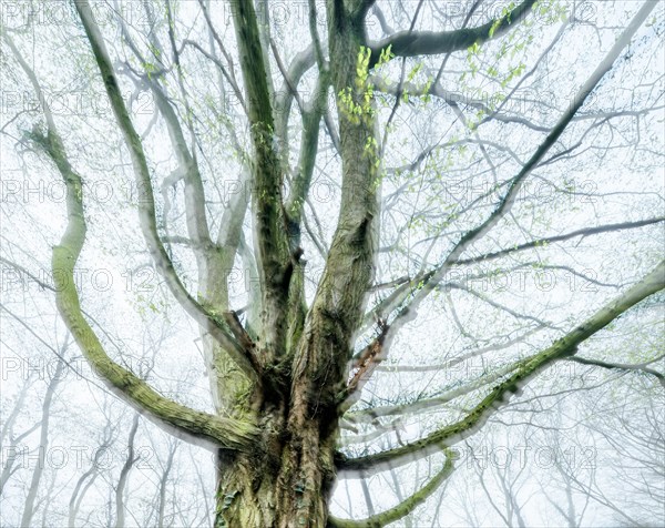 Gnarled old beech tree in early spring