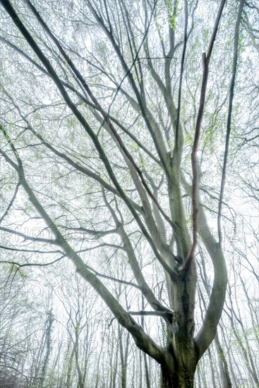 Gnarled old beech tree in early spring