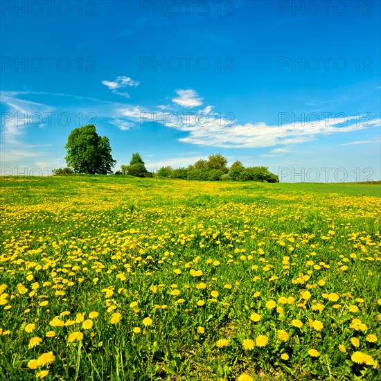 Meadow in spring under a blue sky