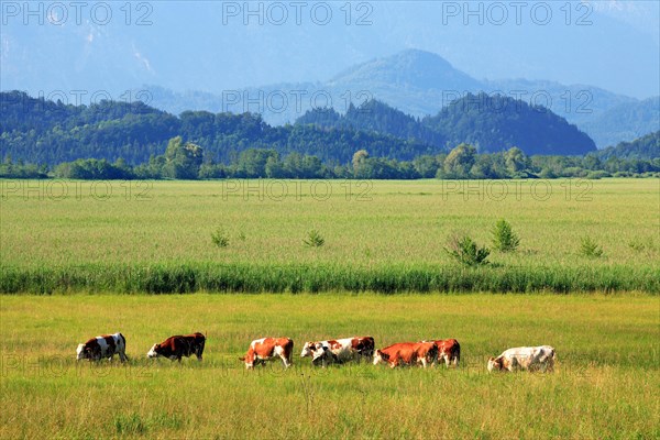 Cattle grazing against the backdrop of the Bavarian Alps in a species-rich wildflower meadow