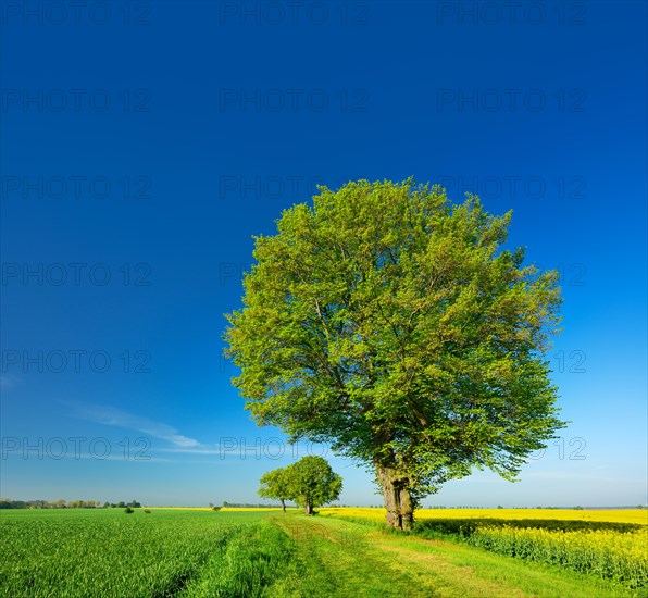 Cultivated landscape in spring