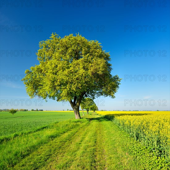 Cultivated landscape in spring