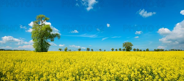 Rape field in bloom with large old lime trees