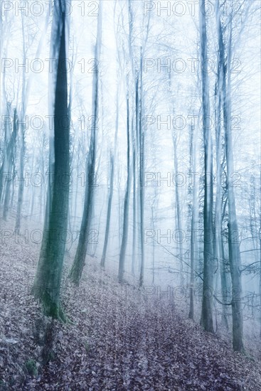 Hiking trail through bare forest in winter