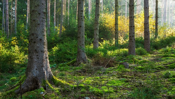 Spruce forest in the early morning