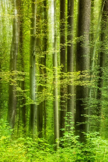 Near-natural mixed deciduous forest with beeches and oaks