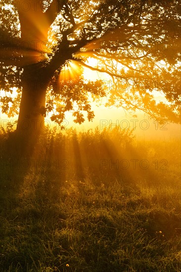 Oak in the morning mist in a meadow with dew