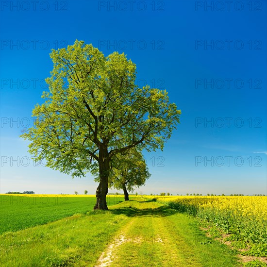 Cultivated landscape in spring