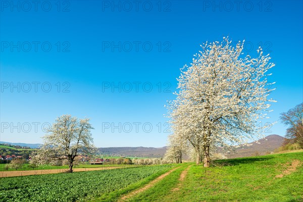 Blossoming cherry trees on a country lane through green fields under a blue sky