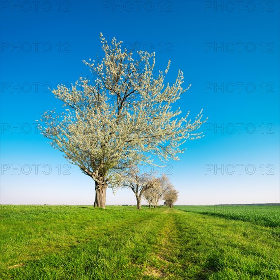 Blossoming cherry trees on a country lane through green fields under a blue sky
