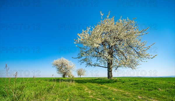 Blossoming cherry trees on a field path through a green meadow