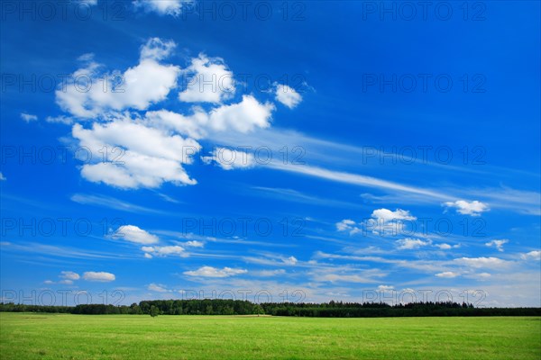 Green meadow