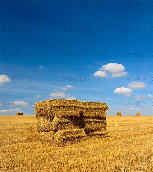 Harvest time