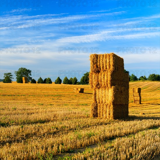 Harvest time